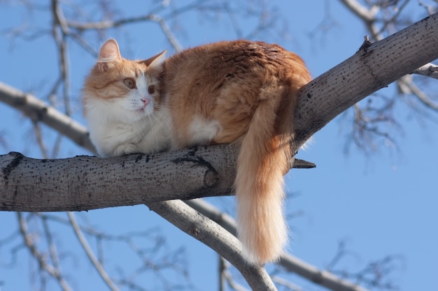 Cat on tree Photo  Free Download