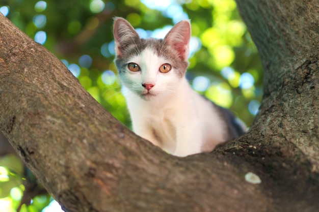 Premium Photo | Cat on the tree