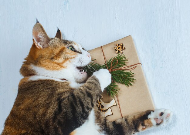 Premium Photo | The cat wants to open a christmas gift