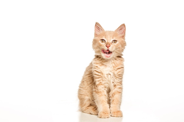 The cat on white background Free Photo