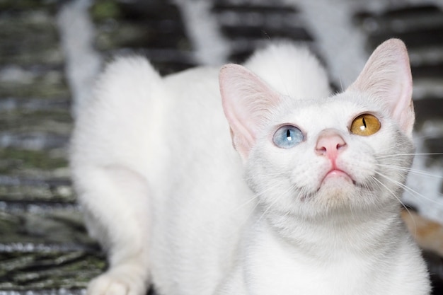 Premium Photo Cat With 2 Different Eye Colors Wallpaper Background