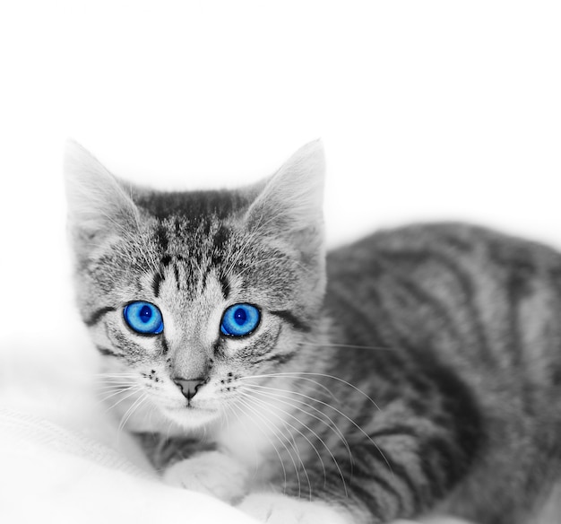 青い目をした猫 無料の写真