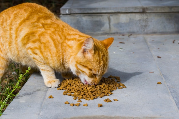 Premium Photo | Cat with cat food, eating process, ginger cat