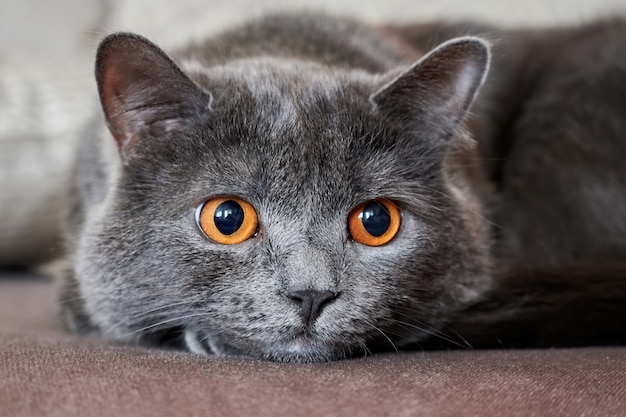 orange grey cat