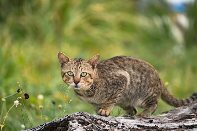 Premium Photo | Cat with a tiger pattern