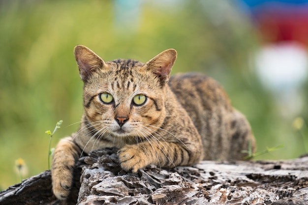 Premium Photo | Cat with a tiger pattern