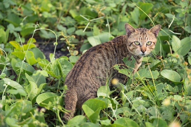 Premium Photo | Cat with a tiger pattern