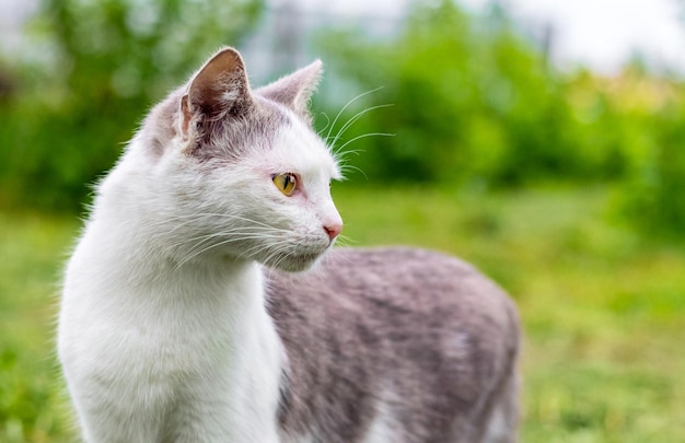 Premium Photo | A cat with white and gray fur in the garden looks ...