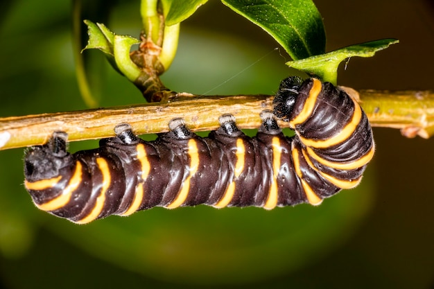 Premium Photo | Caterpillar eating leaf on a tree.