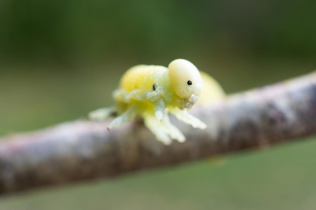 シラカンバを食べている毛虫 プレミアム写真