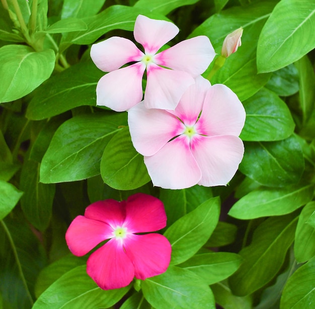 Premium Photo Catharanthus Roseus Or Vinca Flower Pink And Purple Vinca Flower In Garden