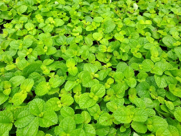 Premium Photo | Catnip nepeta cataria backgrounds and textures