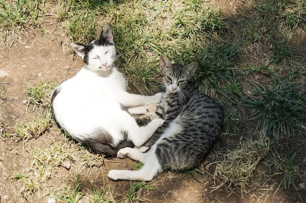 Уличные Кошки Фото