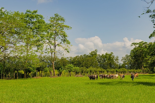 Premium Photo | Cattle farm in guatemala