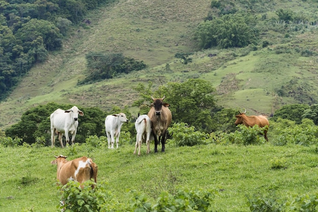 Premium Photo | Cattle grazing in the pasture with mountains in the ...