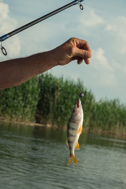 River Fishing Line / Tarpon on fishing line, Broad River Bay, Florida