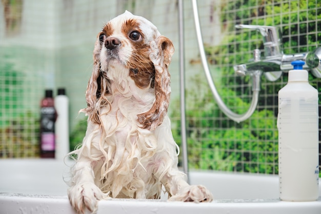 Premium Photo | Cavalier king charles spaniel stands in the bathroom on ...