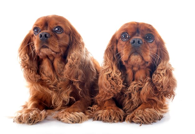 Cavalier king charles | Premium Photo