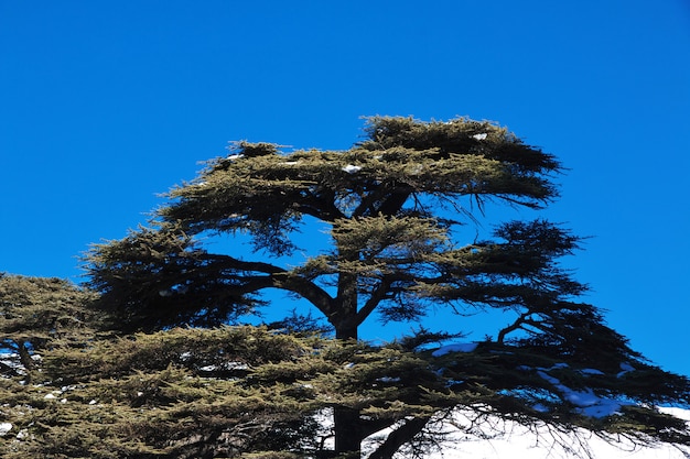 Premium Photo | The cedar forest in mountains of lebanon