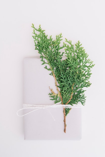 Cedar leaves tied and envelope tied with string isolated on white backdrop Free Photo