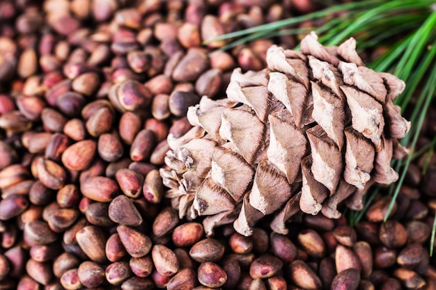 Cedar pine cone with pine nuts close-up with copyspace top view Premium Photo