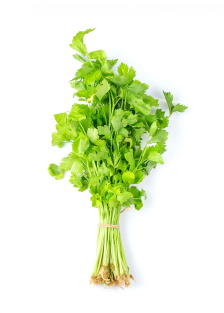 Premium Photo | Celery isolated