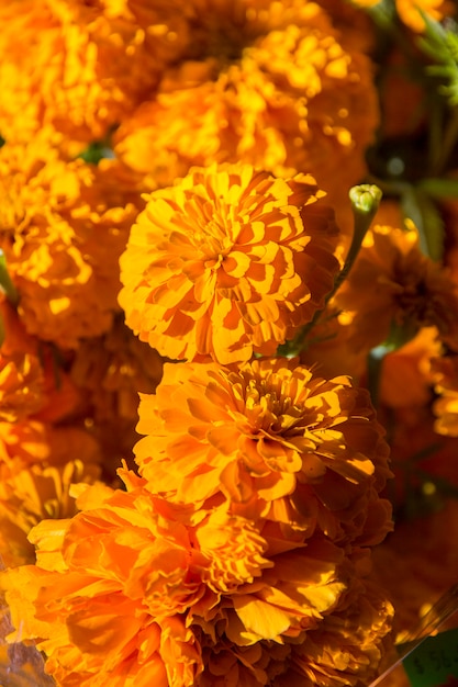 Cempasuchil flowers close up, day of the dead celebration ...