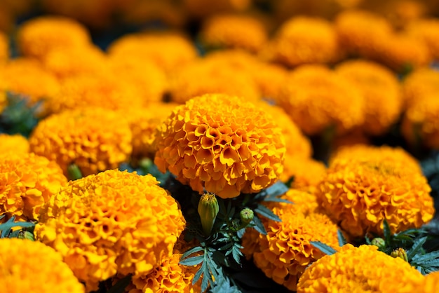 Premium Photo | Cempasuchil yellow marigold flowers cempazúchitl for ...