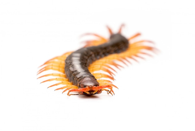 Premium Photo | Centipede isolated