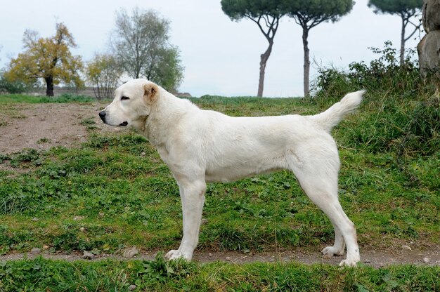 中央アジア羊飼いの犬 プレミアム写真