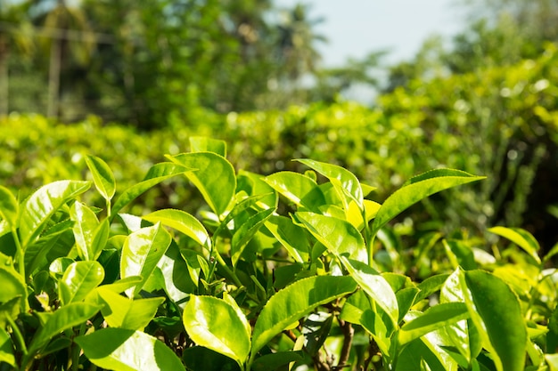 Premium Photo | Ceylon tea bushes, green plantations of sri lanka