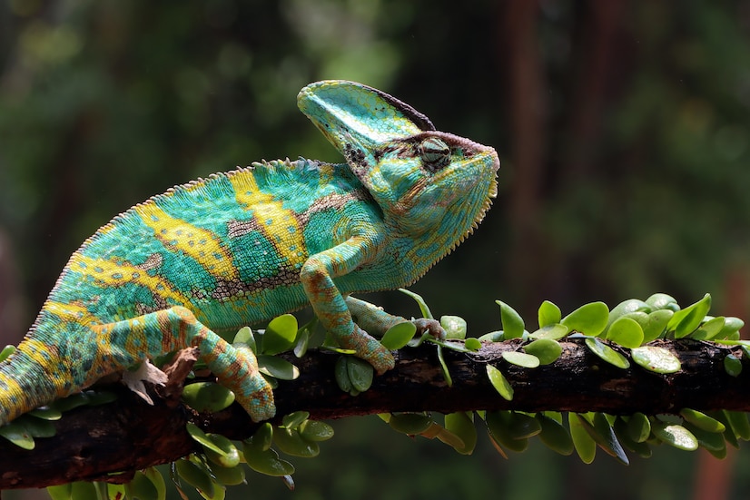 Premium Photo | Chameleon veiled ready catch prey