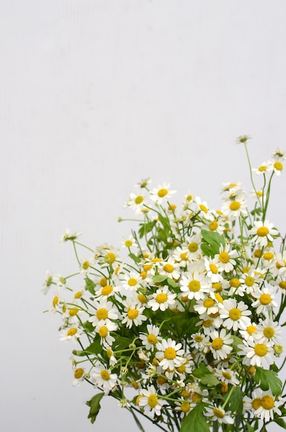 白い背景にカモミールの花 プレミアム写真