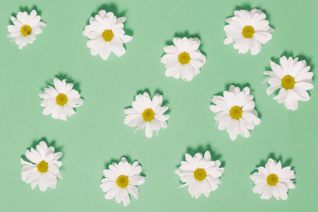 Chamomile heads on green background | Free Photo