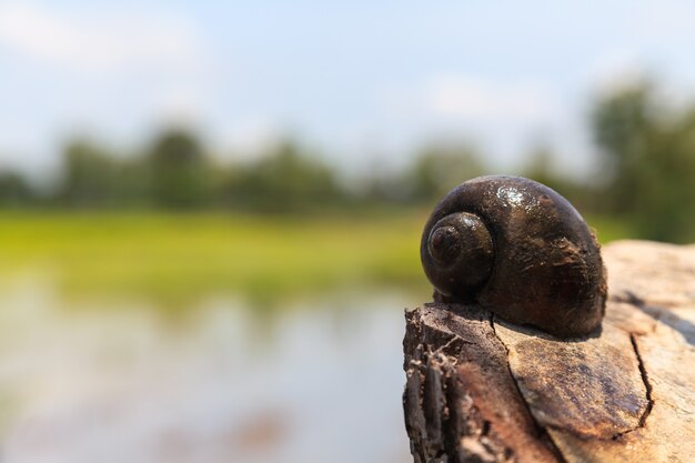 Premium Photo Channeled Apple Or Golden Apple Snail