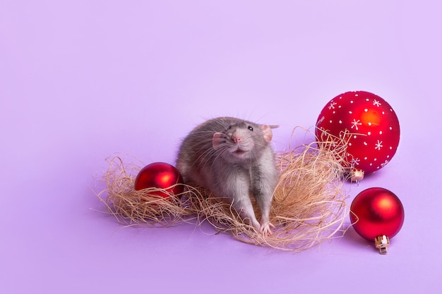 Premium Photo Charming Pet Decorative Rat Dumbo On Lilac Wall Christmas Toys 2020 Year Of The Rat Chinese New Year