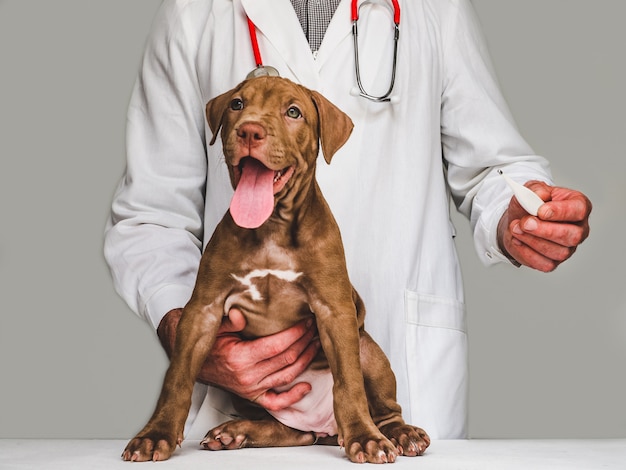 puppy doctor kit