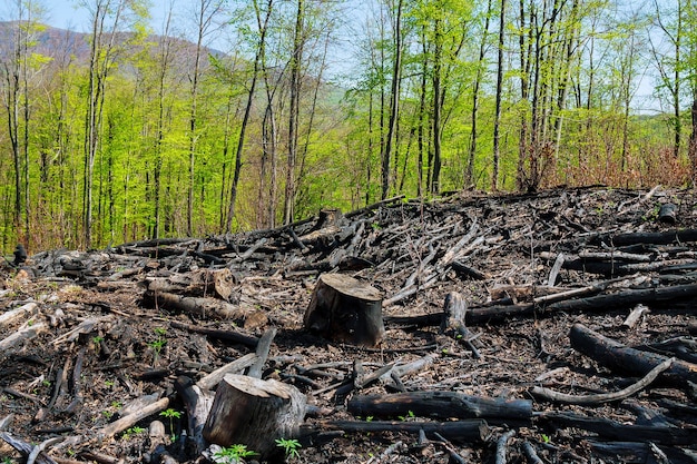 Charred trees after a forest fire. natural disasters. Premium Photo