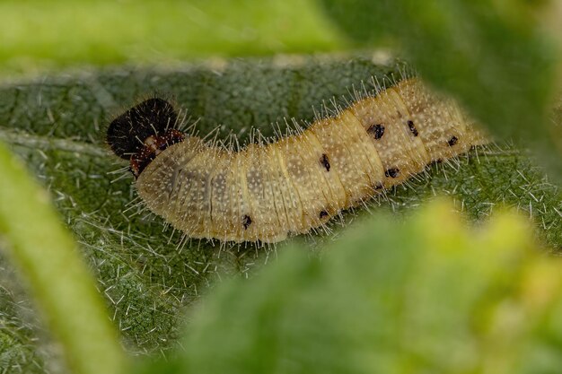 Premium Photo | Checkered skipper caterpillar of the subfamily pyrginae