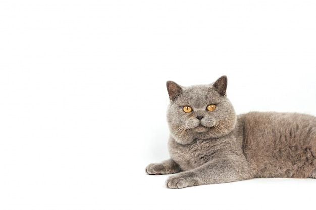 Cheeky Gray Cat With Yellow Eyes Lies On A White Background Photo