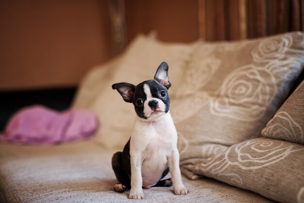 Premium Photo Cheerful puppy sitting on the sofa. boston