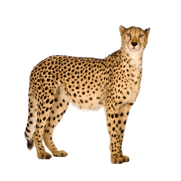 Premium Photo | Cheetah - acinonyx jubatus on a white isolated