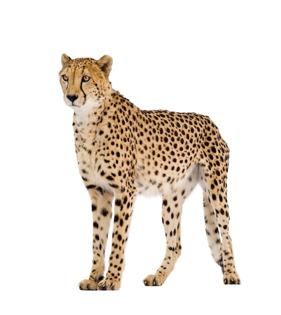 Premium Photo | Cheetah - acinonyx jubatus on a white isolated