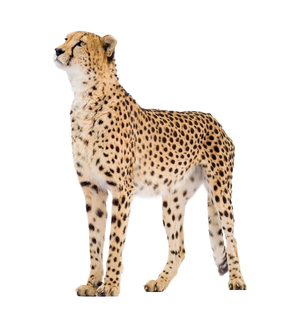 Premium Photo | Cheetah - acinonyx jubatus on a white isolated