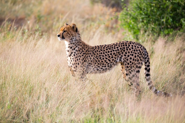 Premium Photo | A cheetah in the grass landscape between the bushes