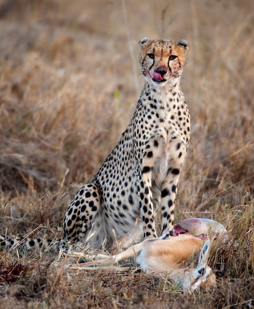 List 99+ Pictures pictures of cheetahs eating Excellent