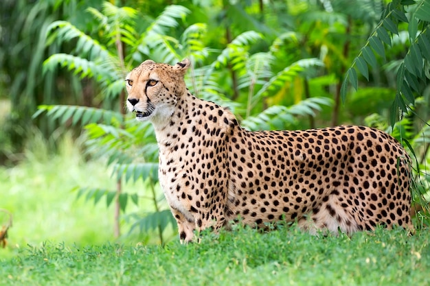 Image result for cheetah runs 102 km per hour"