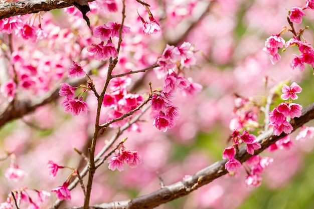 桜と桜の壁紙 プレミアム写真