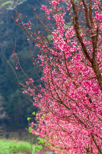 桜と桜壁紙 プレミアム写真