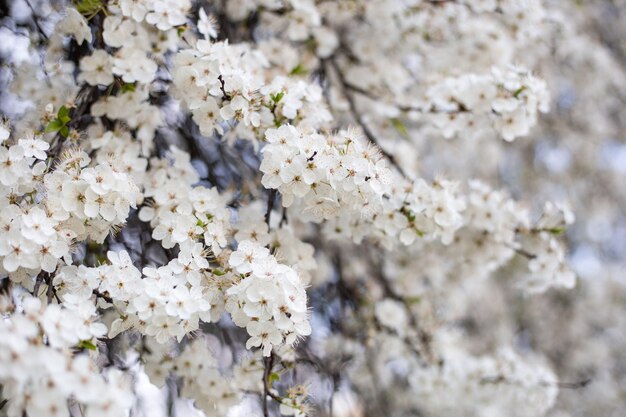 春の桜 桜の白い花 枝 プレミアム写真
